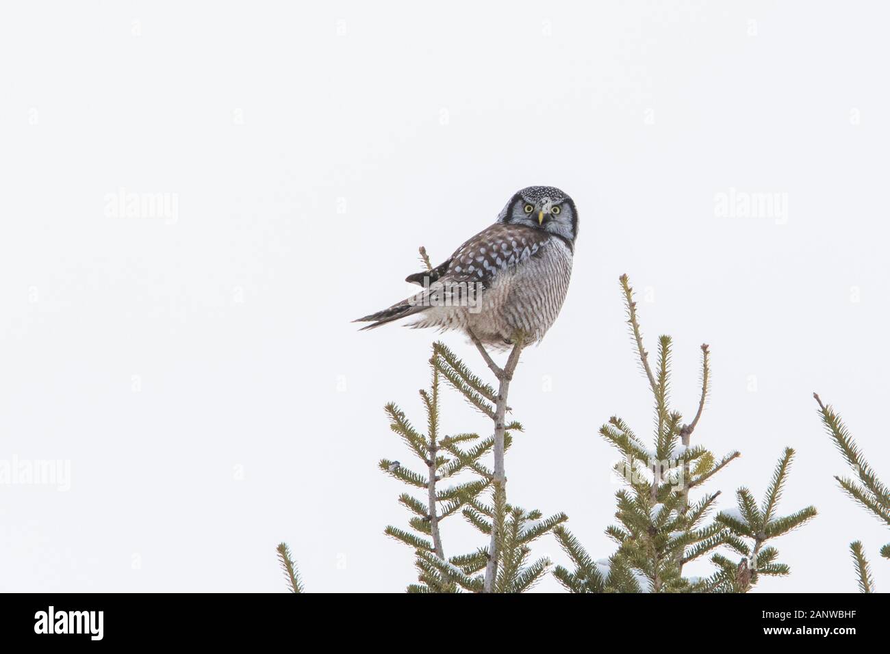 - Northern hawk Owl (Surnia Ulula) im Winter Stockfoto