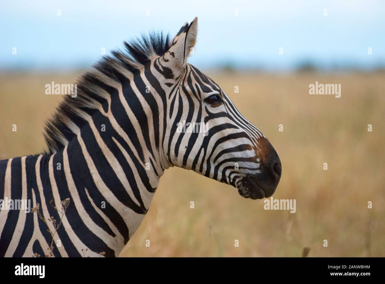 Bye bye -Fotos und -Bildmaterial in hoher Auflösung – Alamy