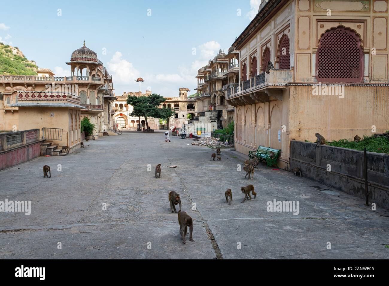 Affentempel, Hanuman Ji Temple, Jaipur, Indien Stockfoto