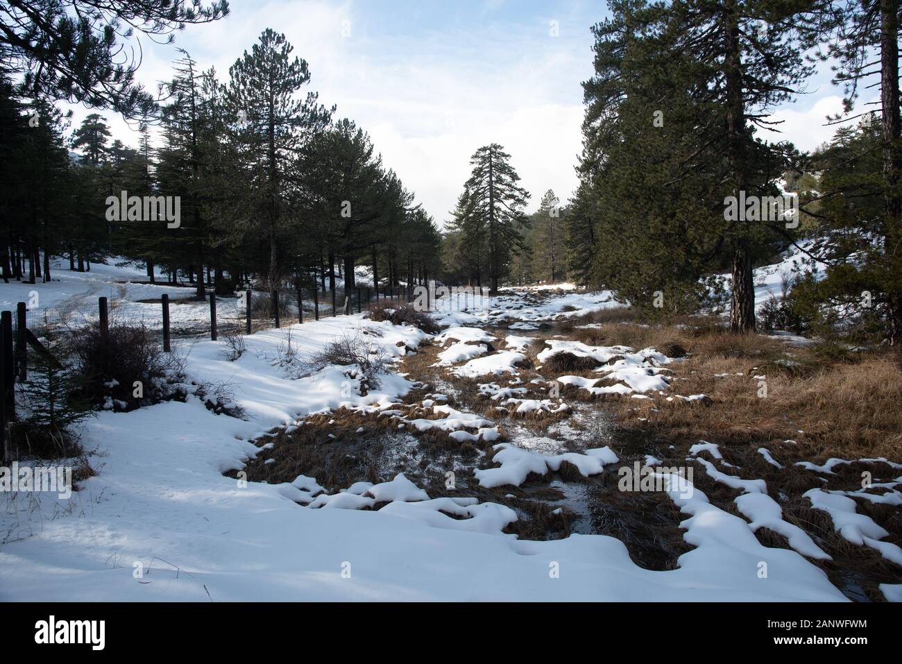 Winter wald landschaft mit Berg mit Schnee bedeckt und Pinien. Troodos-gebirge auf Zypern Stockfoto