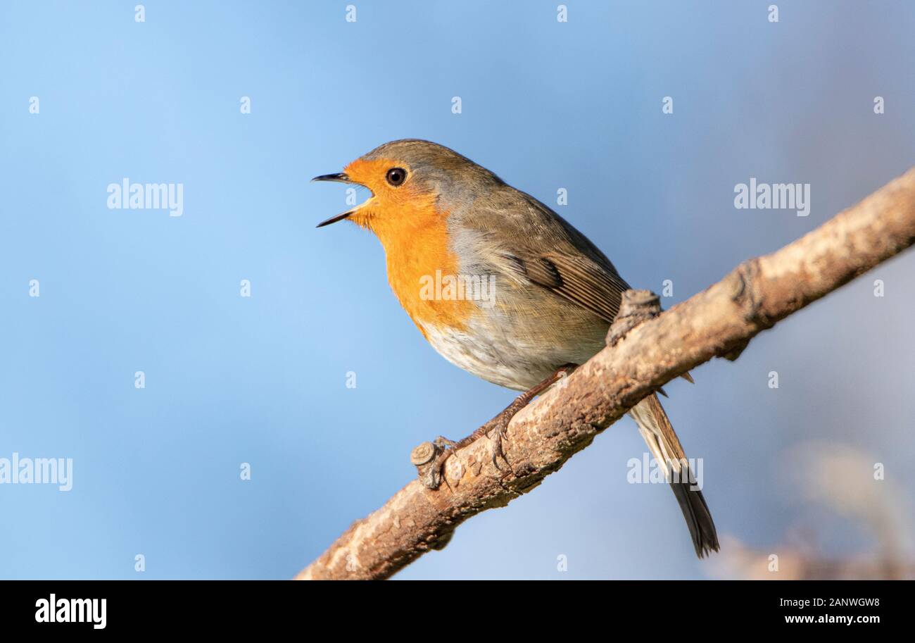 Rotkehlchen, Erithacus Rubecula, thront auf einem Zweig in der Sonne in einem britischen Garten Stockfoto