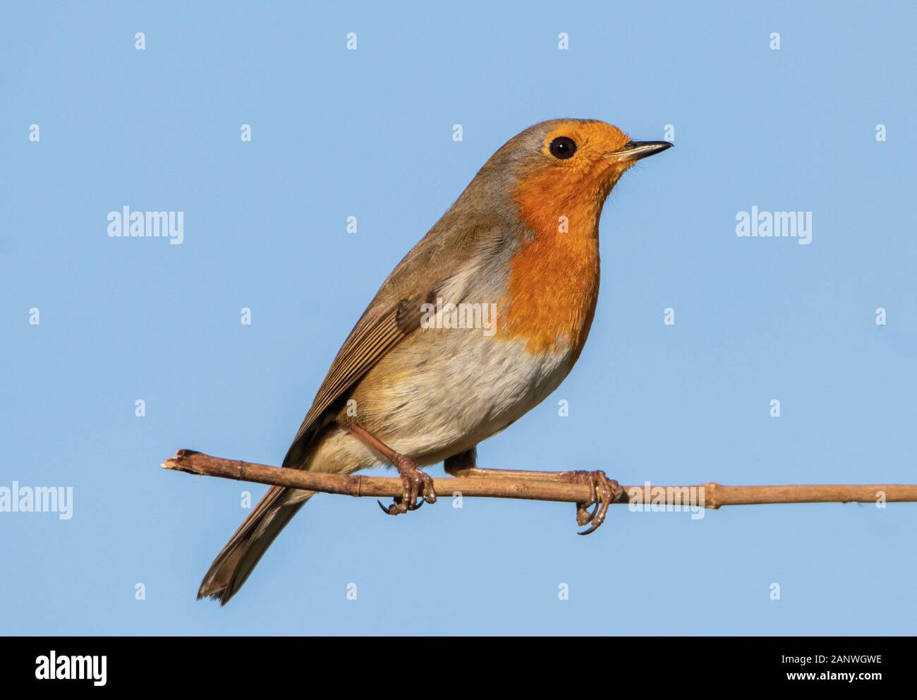 Rotkehlchen, Erithacus Rubecula, thront auf einem Zweig in der Sonne in einem britischen Garten Stockfoto