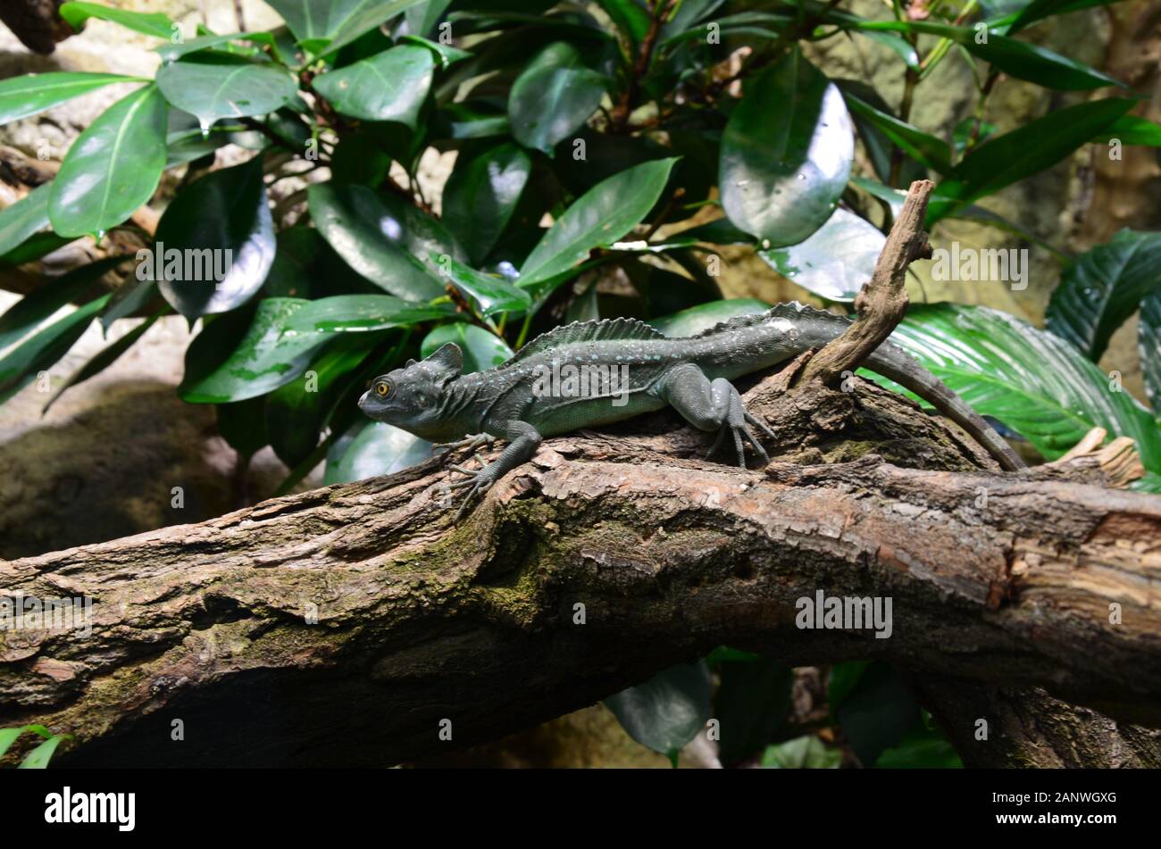 Schlafende Echse auf den Baum Stockfoto