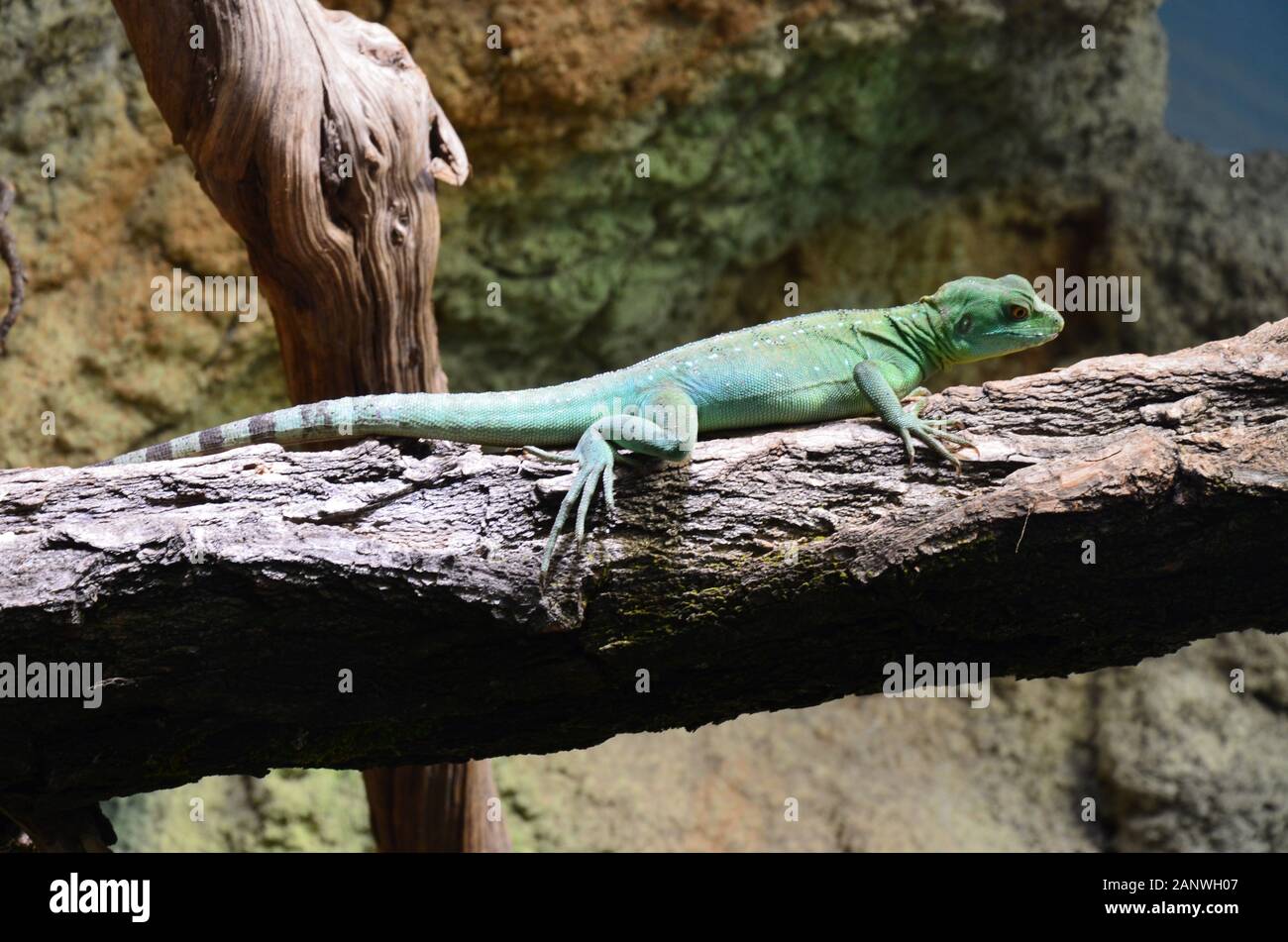 Schlafende Echse auf den Baum Stockfoto