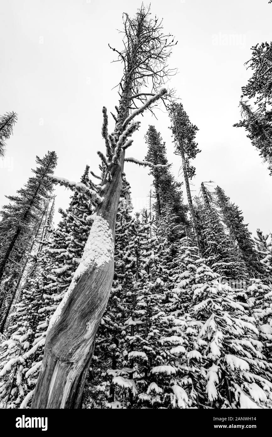 Am Rand eines Waldes im Winter mit Schnee Stockfoto