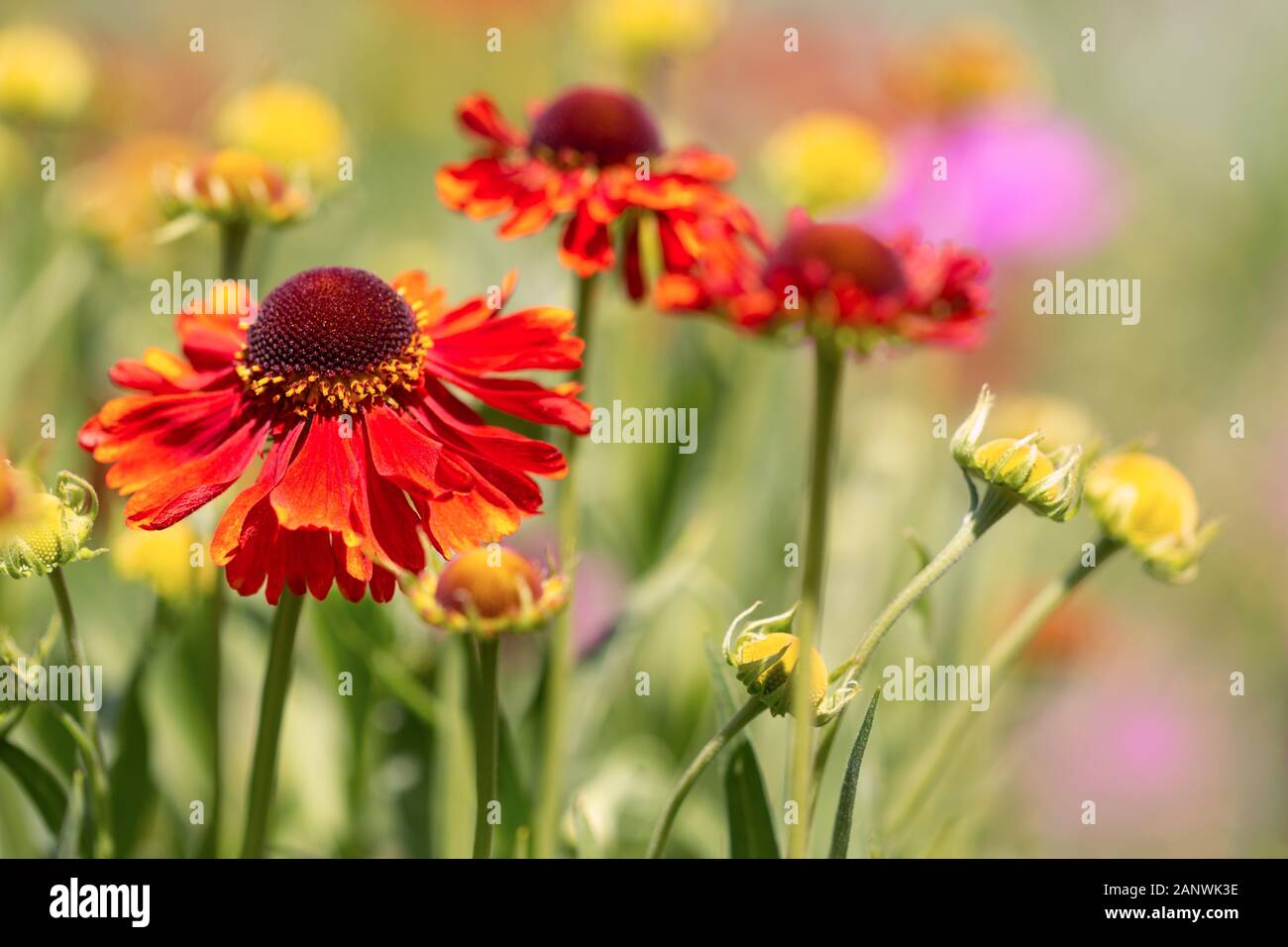 Fragment der bunten, Frühling, freudige Rabatte. Rot-orange Echinacea, gelb und rosa Akzente im Hintergrund. Stockfoto