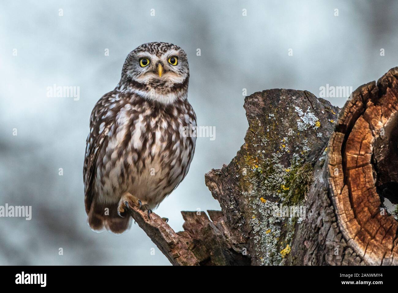 Steinkauz (Athene Noctua) Stockfoto