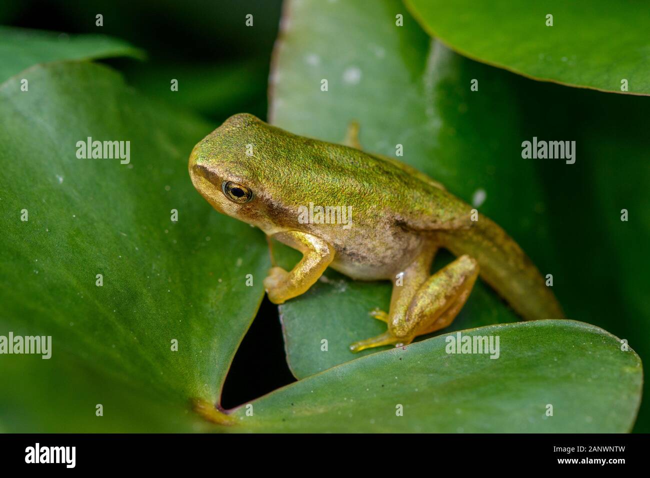 Europäischer Laubfrosch (Hyla Arborea) Stockfoto