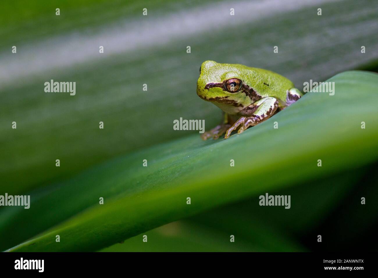 Europäischer Laubfrosch (Hyla Arborea) Stockfoto