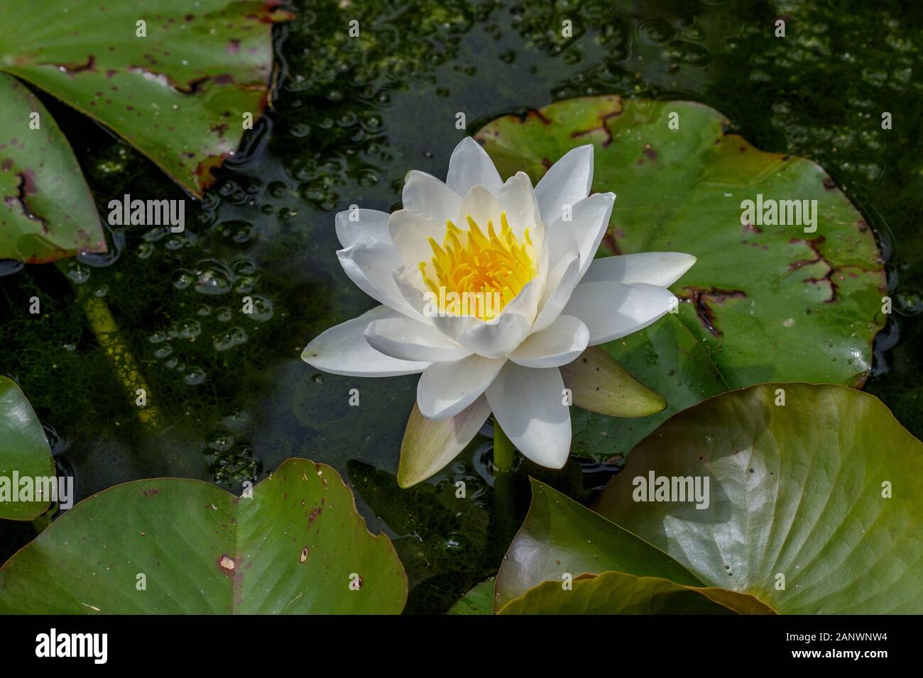 Seerose Stockfoto