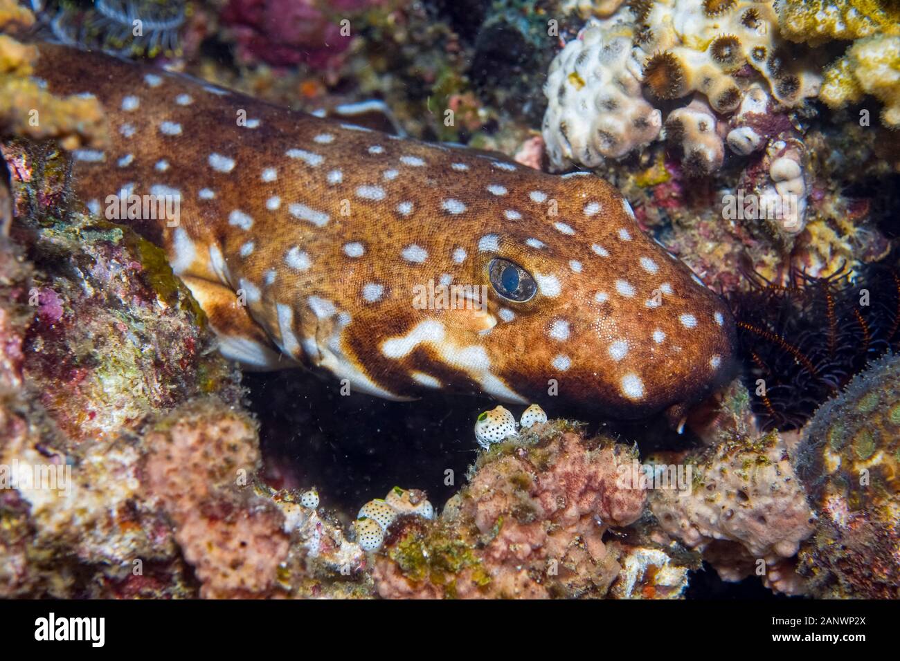 Hooded schulterstücke Hai, Hemiscyllium strahani, auch genannt die vermummten Teppich Hai oder Walking Shark, endemische und seltene, Madang, Papua-Neuguinea, Pazif Stockfoto