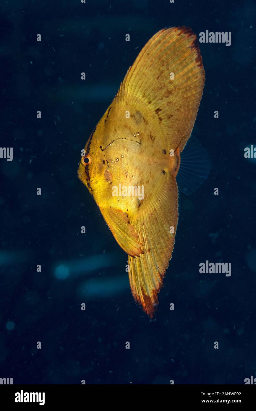 Juvenile runde Fledermausfische oder spadefish, Platax orbicularis, Madang, Papua-Neuguinea, Pazifik Stockfoto