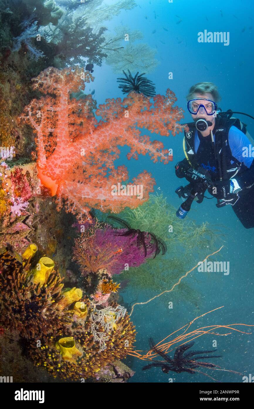 Taucher und Spikey soft Coral, Dendronephthya sp., Madang, Papua-Neuguinea, Pazifik (MR), HERR Stockfoto