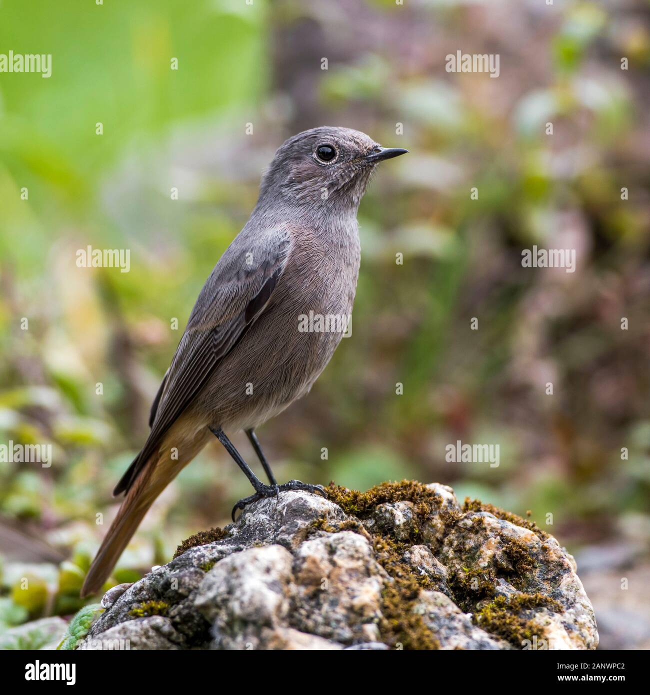 Haussperling (Passer Domesticus) Weibchen Stockfoto