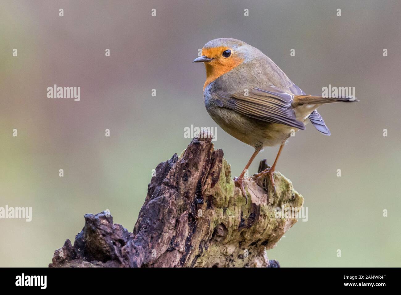 Rotkehlchen (Erithacus Rubecula) Stockfoto