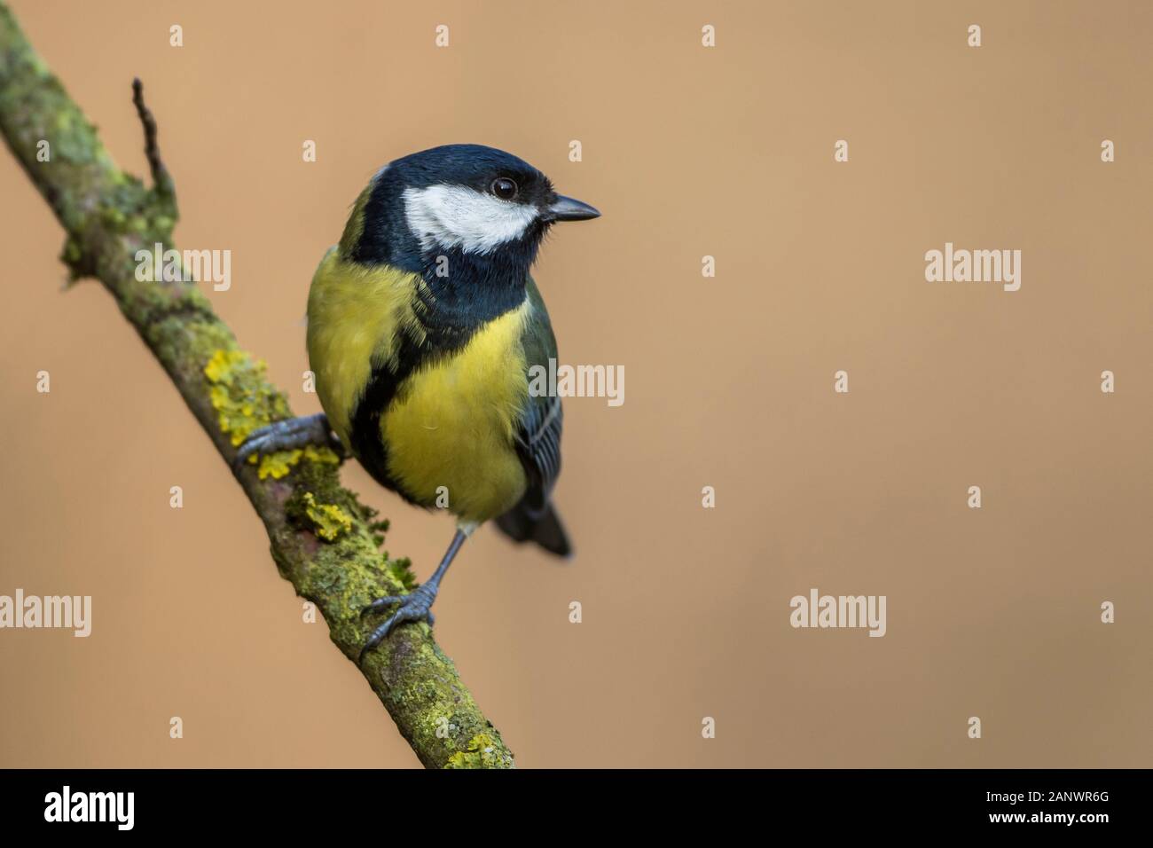 Kohlmeise (Parus großen) Stockfoto