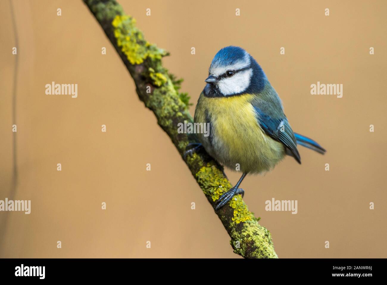 Blaumeise (Parus Caeruleus) Stockfoto