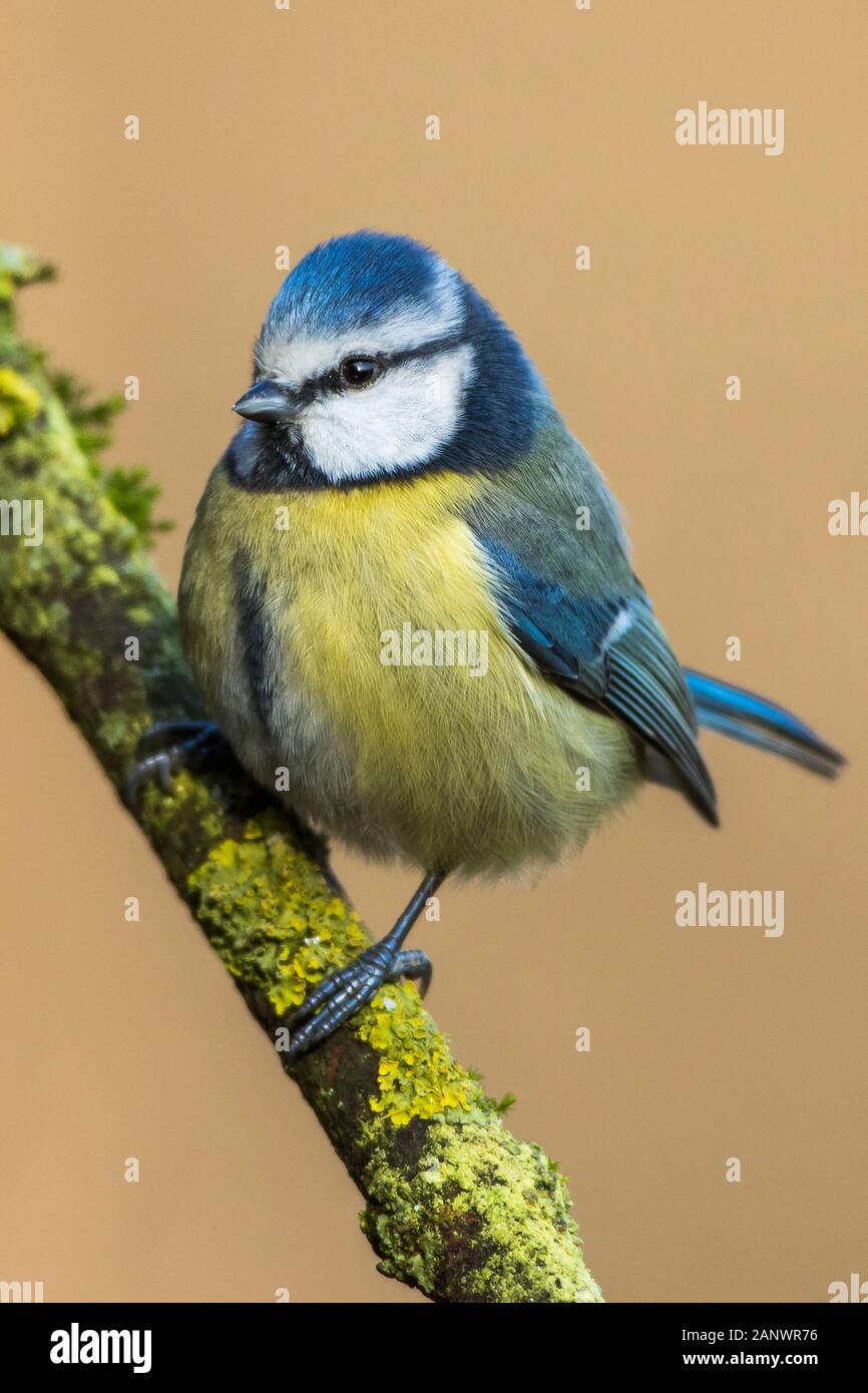 Blaumeise (Parus Caeruleus) Stockfoto