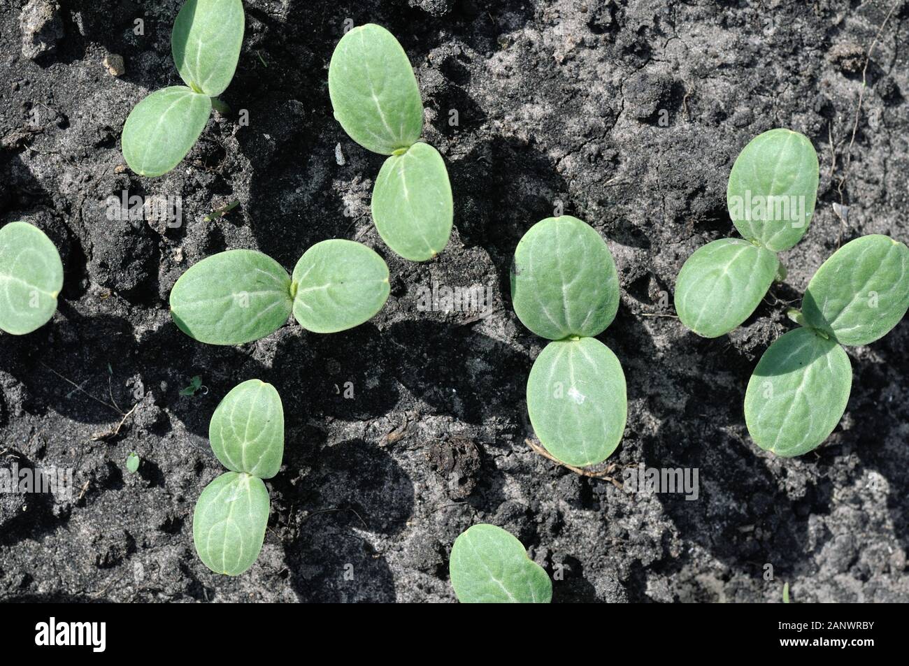 Watermelon seedling Fotos und Bildmaterial in hoher Auflösung Alamy