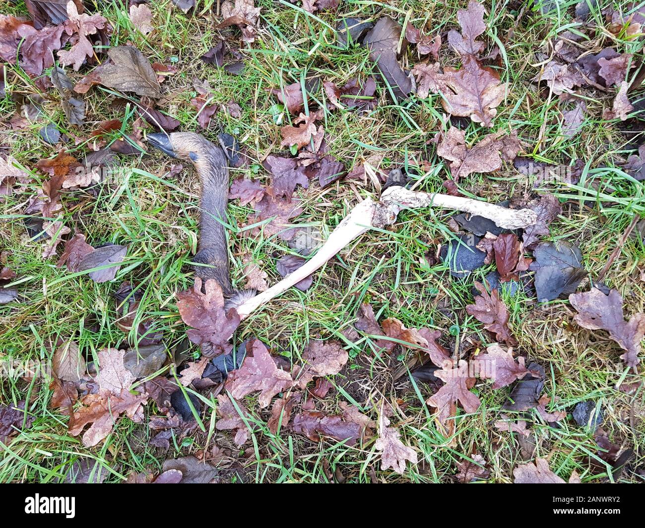 Skelett eines Europäischen Rotwild, vermutlich gejagt und von einem Wolf gefressen Stockfoto