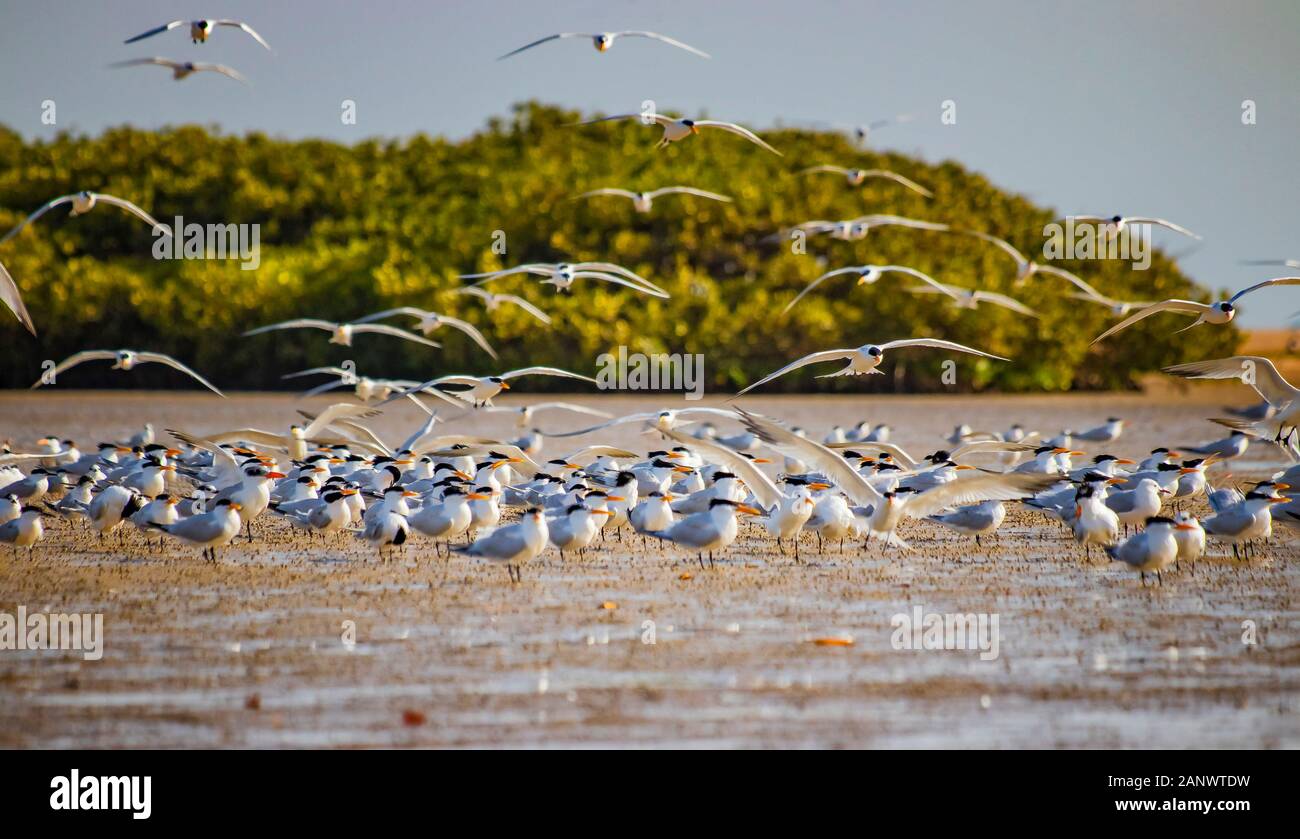 Die Gruppe der Vögel, Sandwich Seeschwalben in seabird Park und Finden von Senegal, Afrika. Sie gehen am Strand in der Lagune Somone. Stockfoto