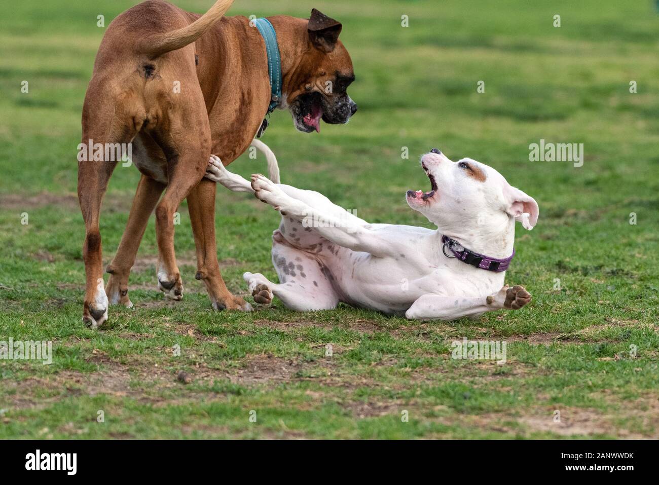 Gemischte Rasse Pitbull Hund rollen auf dem Boden mit Boxer playmate während Wrestling im Park. Stockfoto