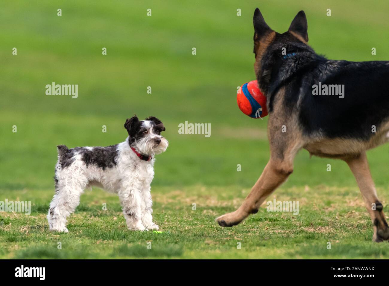 Viel kleine Terrier Hund bei Anwesenheit von großen Deutschen Schäferhund Hund auf Wiese Hund Park. Stockfoto