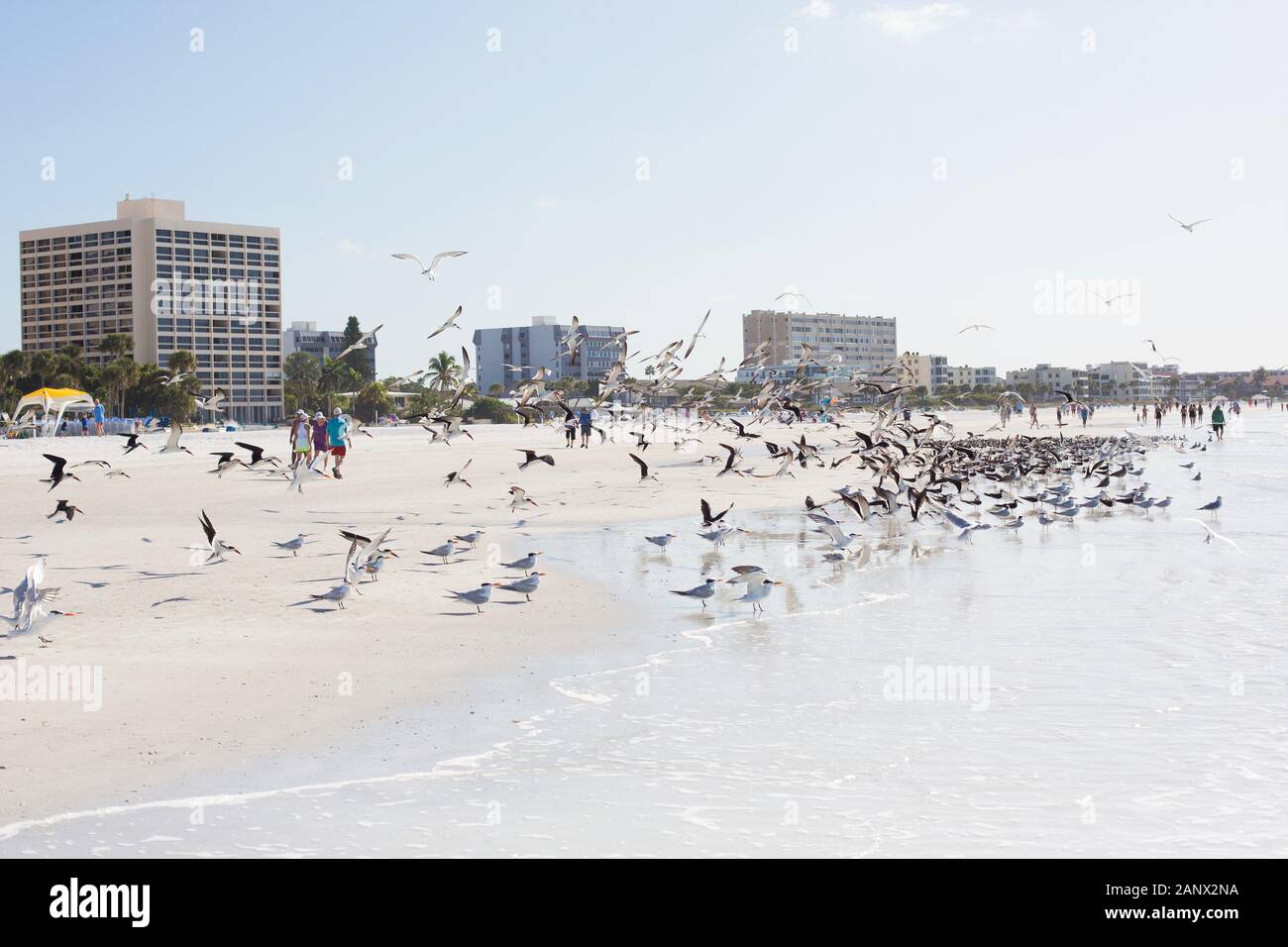 Royal tern und Möwen im Siesta Key Beach in Sarasota, Florida, USA. Stockfoto