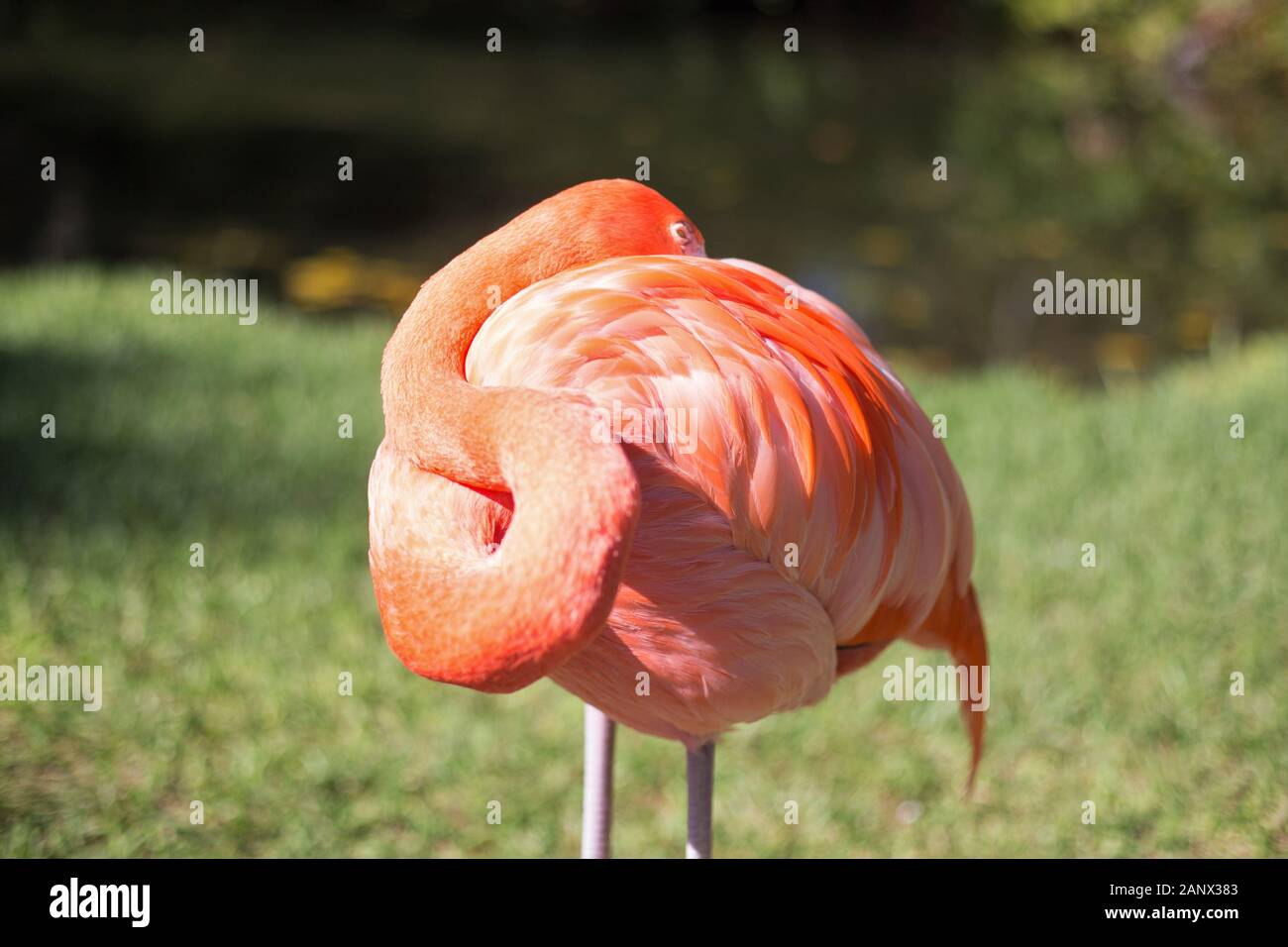 Ein Flamingo ruht. Stockfoto