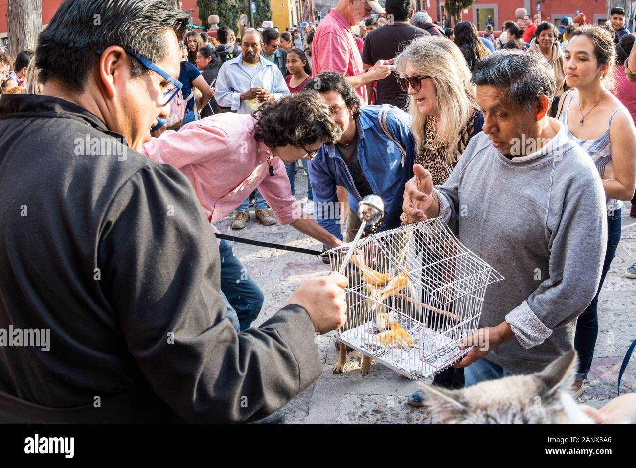 Eine römisch-katholische Priester segnet ein Vogel während der jährlichen Segnung der Tiere am Fest des San Antonio Abad an Oratorio de San Felipe Neri Kirche Januar 17, 2020 im historischen Zentrum von San Miguel de Allende, Guanajuato, Mexiko. Stockfoto
