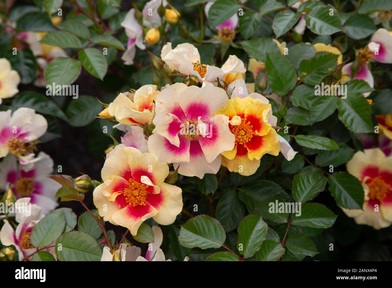 Fettes auge -Fotos und -Bildmaterial in hoher Auflösung – Alamy