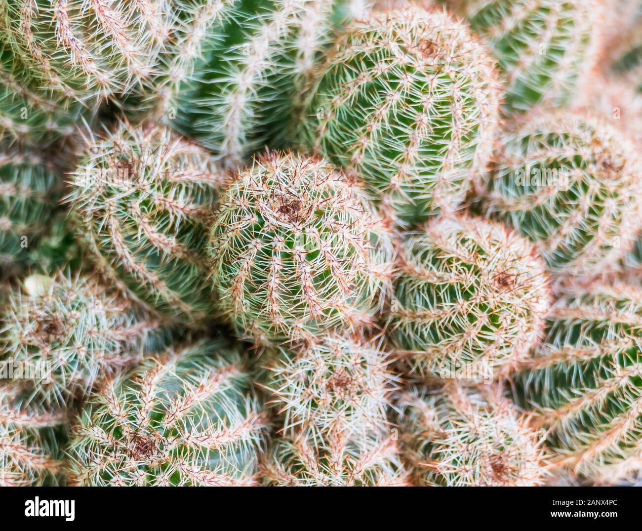 Echinopsis aurea lobivia shaferi Detailansicht im Innenbereich Stockfoto