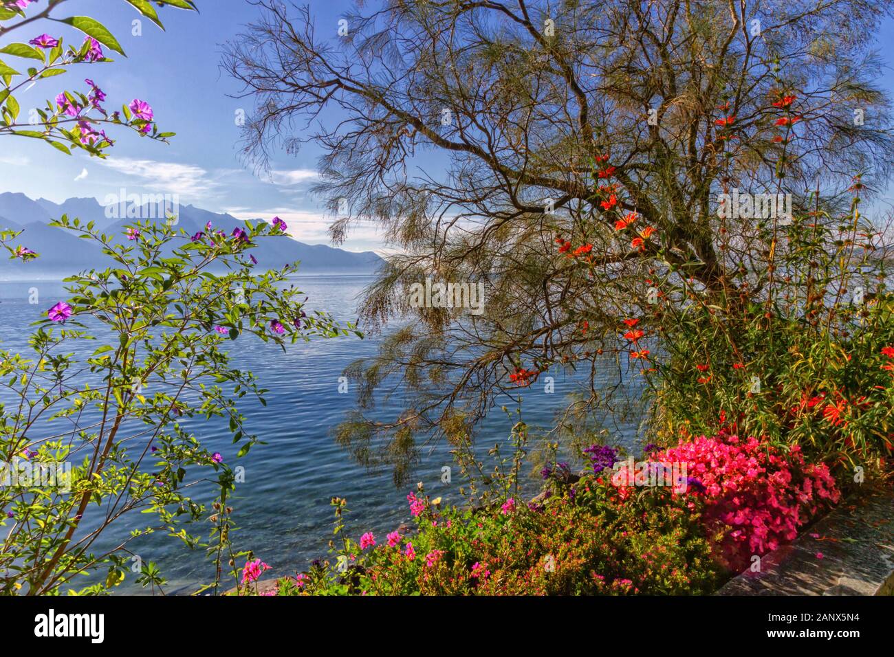 Pflanzen und Blumen neben Genf Genfer See in Montreux, Schweiz  Stockfotografie - Alamy