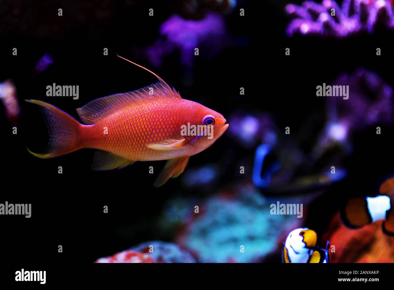 Korallenfische lyretail Anthias Pseudanthias squamipinnis - () Stockfoto