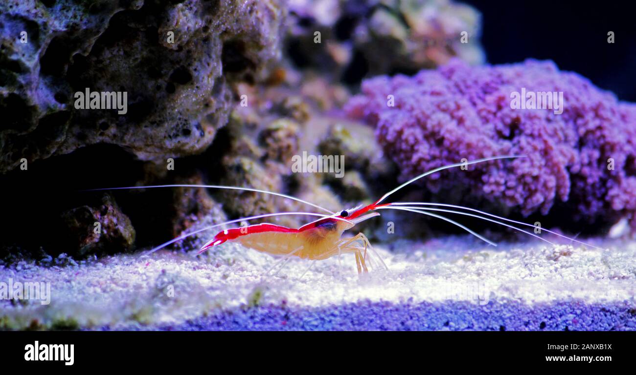 Lysmata amboinensis - Salzwasser Putzergarnelen, wirbellosen Kreatur Stockfoto