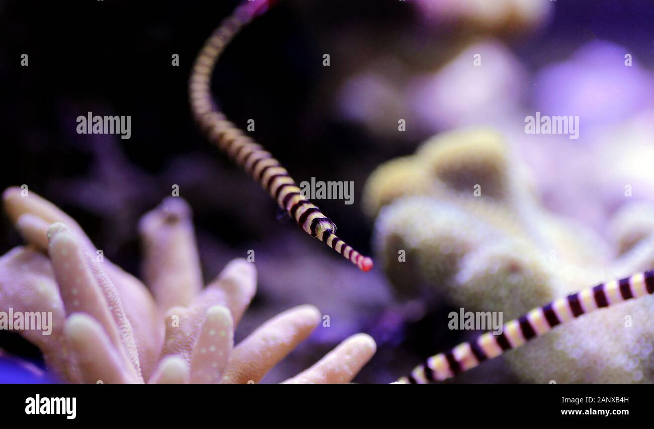 Gebänderte Seenadeln - (Doryrhamphus dactylophorus) Stockfoto