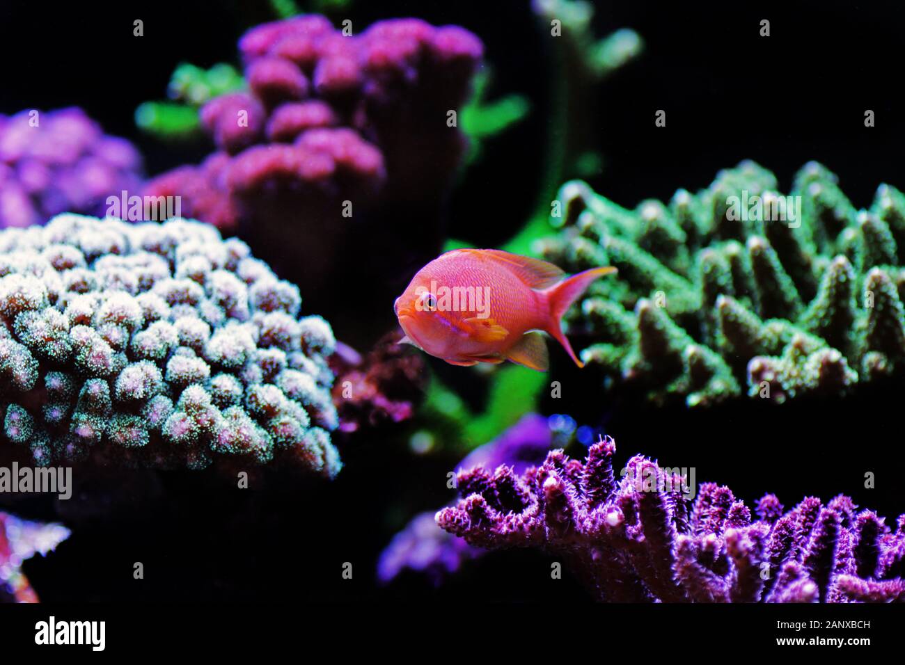 Korallenfische lyretail Anthias Pseudanthias squamipinnis - () Stockfoto