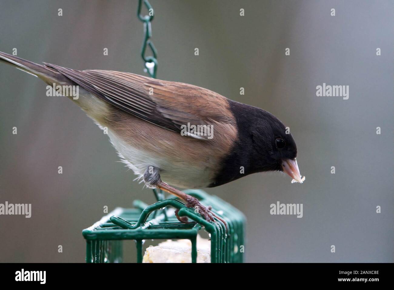 Männliche dark-eyed Junco auf nierenfettzufuhr, Snohomish, Washington, USA Stockfoto