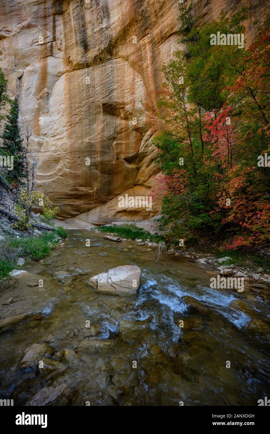 Der Herbst kommt früh am unteren Rand des Canyon, Zion Stockfoto