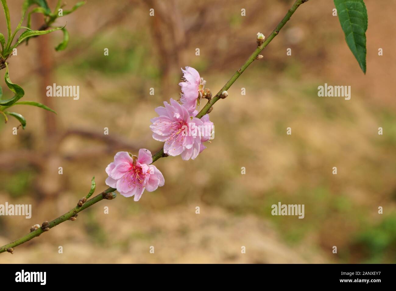 Pfirsichblütenzweige im Quellgarten Stockfoto