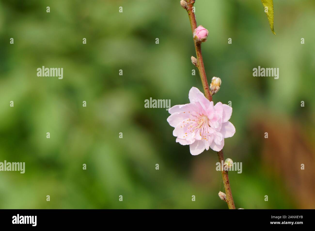 Nahaufnahme von Pfirsichblüten und Knospen im Garten Stockfoto
