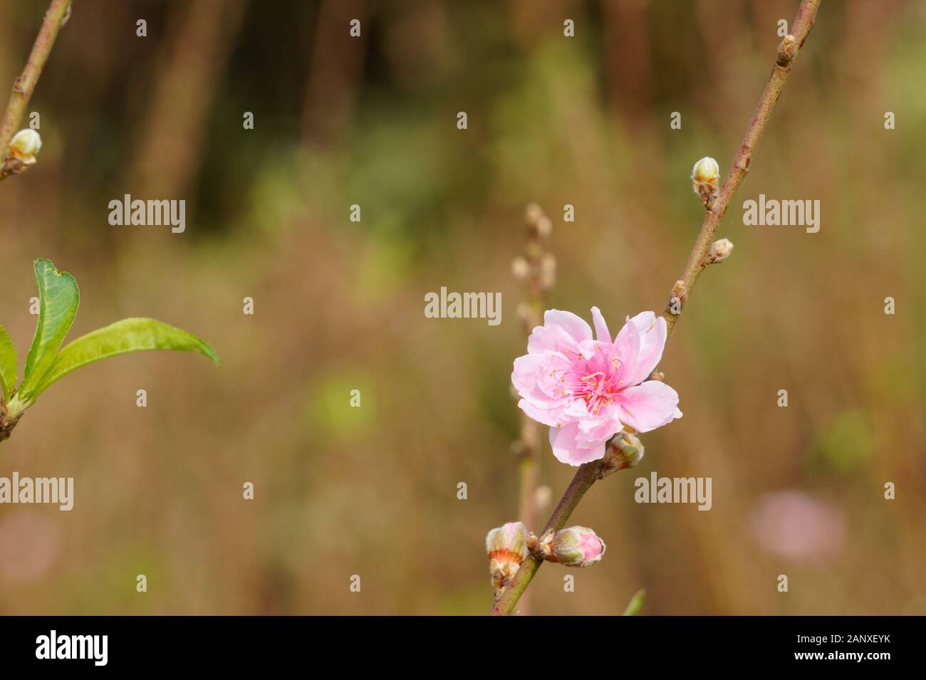 Nahaufnahme der Pfirsichblüte bei Frühlingssonne Stockfoto