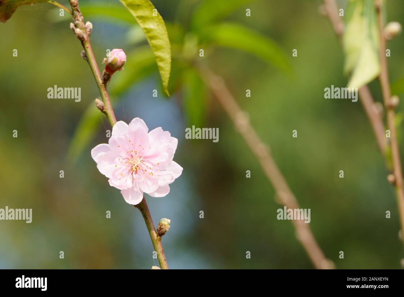 Pfirsichblüte blüht im Garten. Signal der Feder Stockfoto