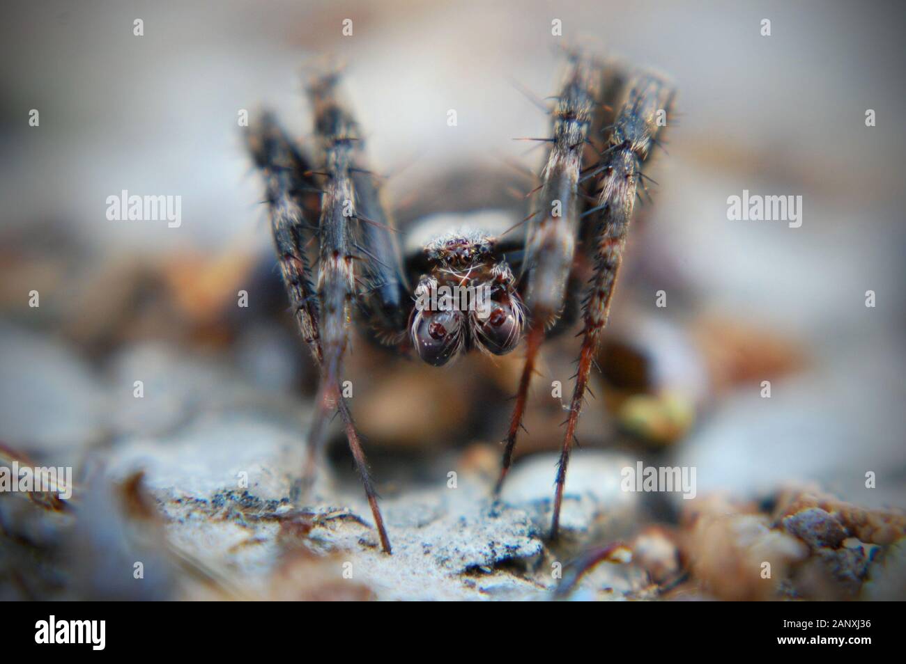 Makroaufnahme der Furche Orb Weaver Spider. Stockfoto
