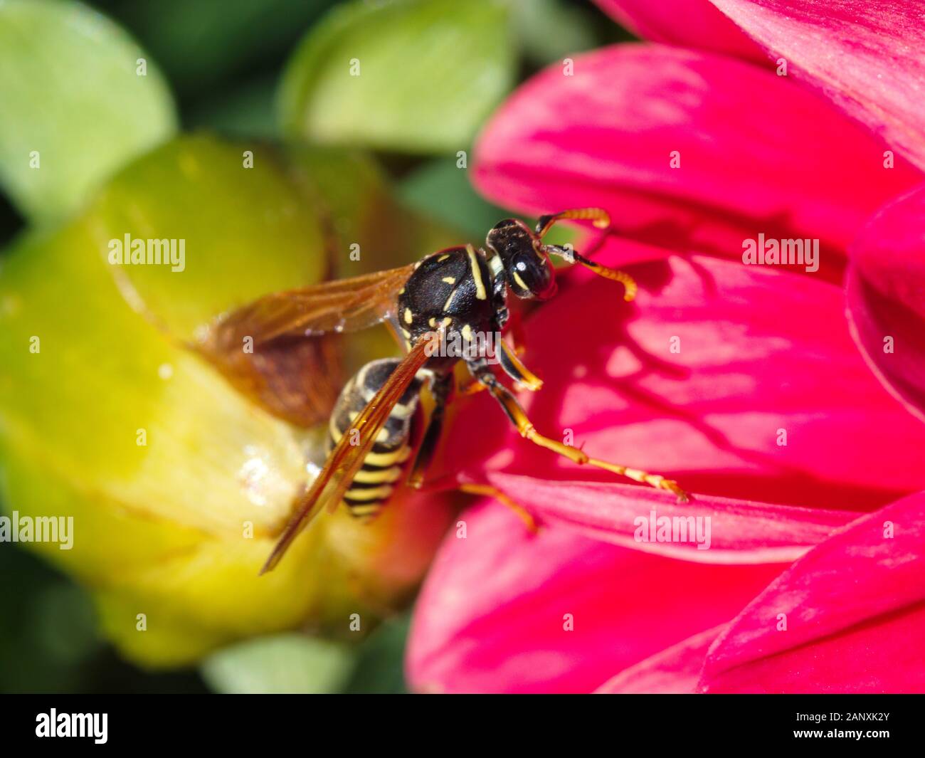 Hornet an der Oberseite der Blumen im Garten Stockfoto