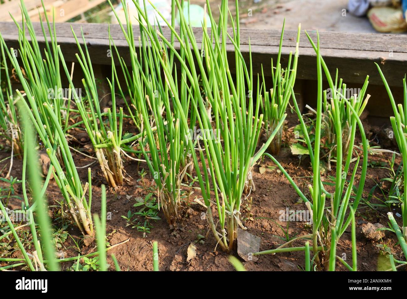 Die Zwiebel Plantage auf braunen Schmutz Land, grünes Blatt von schalotten am Bauernhof, Gemüse- und Kräutergarten in Asien Stockfoto