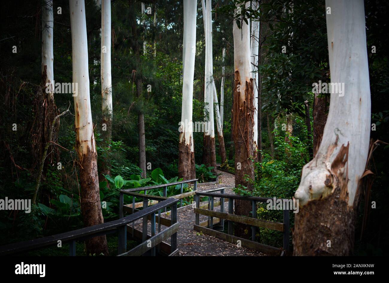 Bezaubernder Pfad und Promenade durch gespenstische weiße Eukalyptus-Baumstämme in einem dunklen Wald Stockfoto