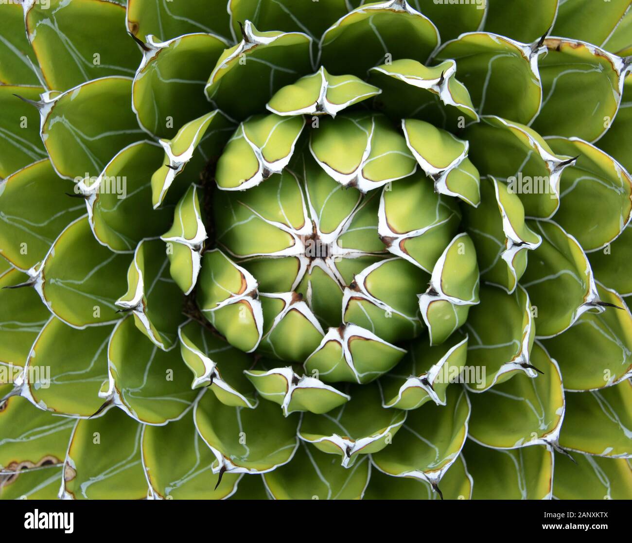 Natürliches Pflanzenhintergrundmuster einer spiraligen Rosette aus einer königlichen Agave Stockfoto