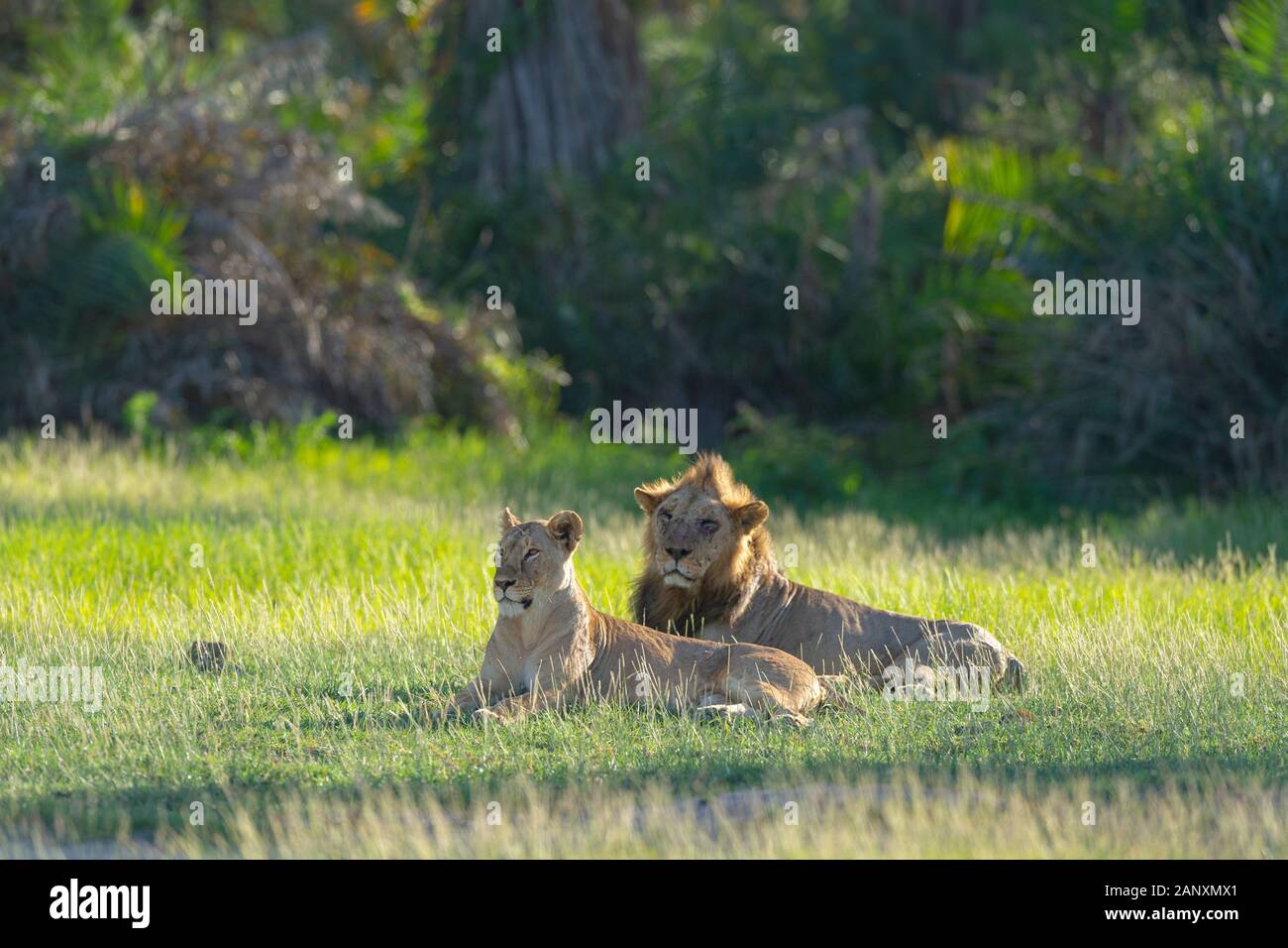 Paarung der Löwen im Amboseli National Park, Kenia, Afrika Stockfoto