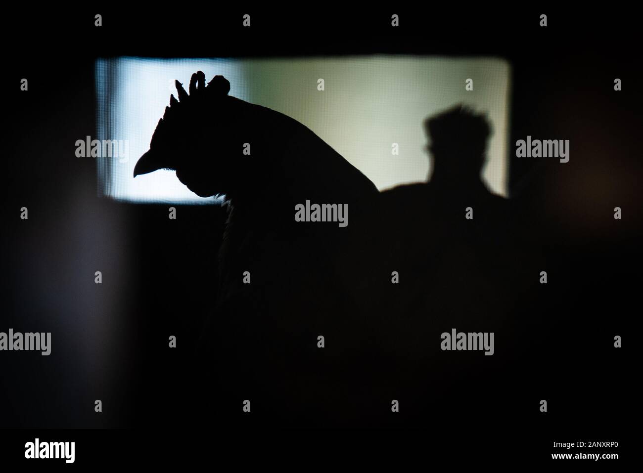 Silhouette einer Huhn mit Schnabel und Kamm auf einem hellen Hintergrund sichtbar. Stockfoto